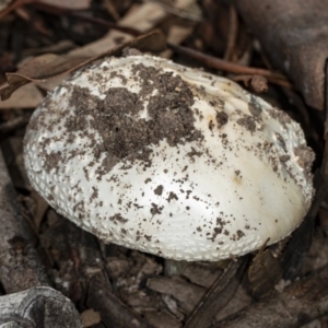 Amanita sp. at Bruce, ACT - 9 Apr 2020