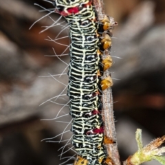 Phalaenoides glycinae (Grapevine Moth) at Black Mountain - 9 Apr 2020 by DerekC