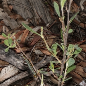 Phalaenoides glycinae at Hackett, ACT - 9 Apr 2020