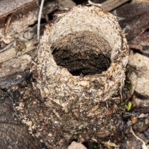 Camponotus intrepidus at Hackett, ACT - 9 Apr 2020