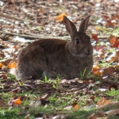 Oryctolagus cuniculus (European Rabbit) at Barton, ACT - 8 May 2020 by RodDeb