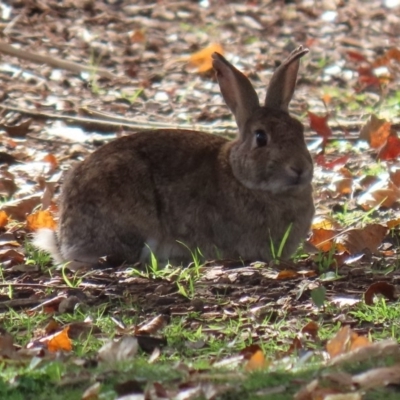 Oryctolagus cuniculus (European Rabbit) at Lake Burley Griffin Central/East - 8 May 2020 by RodDeb