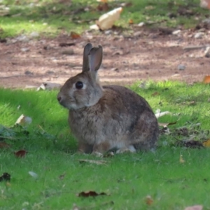 Oryctolagus cuniculus at Barton, ACT - 8 May 2020