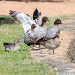 Chenonetta jubata (Australian Wood Duck) at Mount Ainslie to Black Mountain - 8 May 2020 by RodDeb