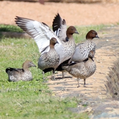 Chenonetta jubata (Australian Wood Duck) at Parkes, ACT - 8 May 2020 by RodDeb