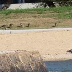 Chenonetta jubata at Parkes, ACT - 8 May 2020