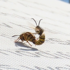 Vespula germanica (European wasp) at Parkes, ACT - 8 May 2020 by RodDeb