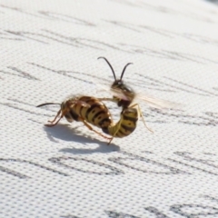 Vespula germanica at Parkes, ACT - 8 May 2020