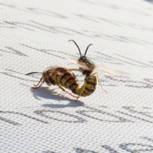 Vespula germanica at Parkes, ACT - 8 May 2020