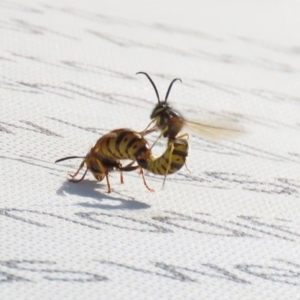 Vespula germanica at Parkes, ACT - 8 May 2020