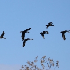 Phalacrocorax sulcirostris (Little Black Cormorant) at Mount Ainslie to Black Mountain - 8 May 2020 by RodDeb