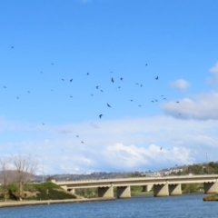 Phalacrocorax sulcirostris at Parkes, ACT - 8 May 2020