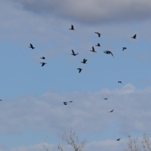 Phalacrocorax sulcirostris at Parkes, ACT - 8 May 2020