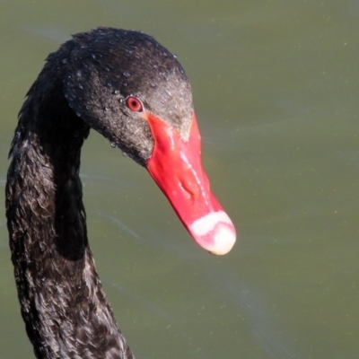 Cygnus atratus (Black Swan) at Parkes, ACT - 8 May 2020 by RodDeb