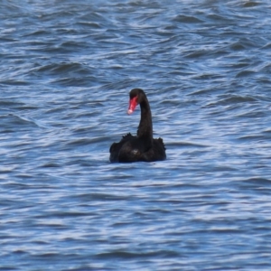 Cygnus atratus at Parkes, ACT - 8 May 2020