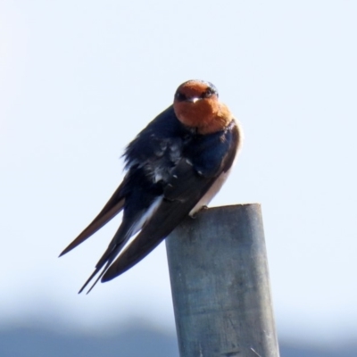 Hirundo neoxena (Welcome Swallow) at Mount Ainslie to Black Mountain - 8 May 2020 by RodDeb