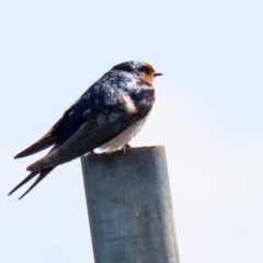 Hirundo neoxena at Parkes, ACT - 8 May 2020