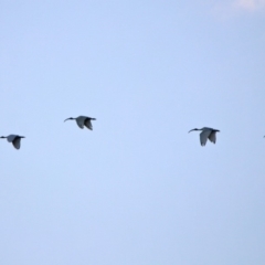 Threskiornis molucca (Australian White Ibis) at Macarthur, ACT - 8 May 2020 by RodDeb