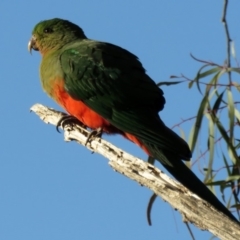 Alisterus scapularis at Macarthur, ACT - 8 May 2020