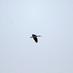 Threskiornis spinicollis (Straw-necked Ibis) at Macarthur, ACT - 8 May 2020 by RodDeb