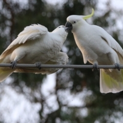 Cacatua galerita (Sulphur-crested Cockatoo) at Macarthur, ACT - 8 May 2020 by RodDeb