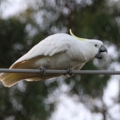 Cacatua galerita at Macarthur, ACT - 8 May 2020 04:50 PM