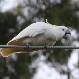 Cacatua galerita at Macarthur, ACT - 8 May 2020 04:50 PM