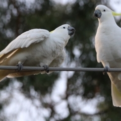 Cacatua galerita at Macarthur, ACT - 8 May 2020 04:50 PM