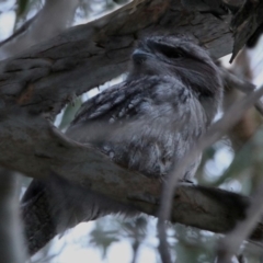 Podargus strigoides (Tawny Frogmouth) at Macarthur, ACT - 8 May 2020 by RodDeb