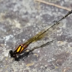 Nososticta solida (Orange Threadtail) at Lower Molonglo - 26 Jan 2015 by Harrisi