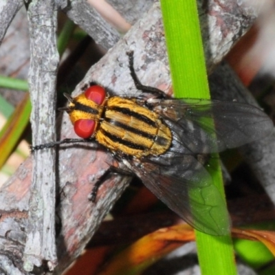 Sarcophagidae sp. (family) (Unidentified flesh fly) at Nerriga, NSW - 17 Nov 2013 by Harrisi