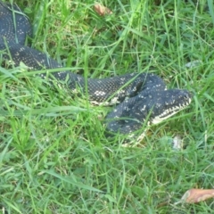 Morelia spilota spilota (Diamond Python) at Eurobodalla National Park - 8 May 2020 by JackieLambert