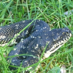 Morelia spilota spilota at Corunna, NSW - 8 May 2020 02:32 PM