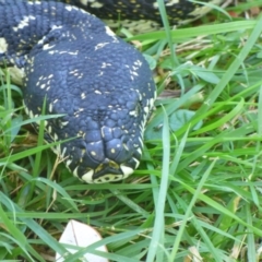 Morelia spilota spilota at Corunna, NSW - 8 May 2020