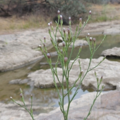 Symphyotrichum subulatum (Wild Aster, Bushy Starwort) at Bullen Range - 15 Jan 2020 by michaelb