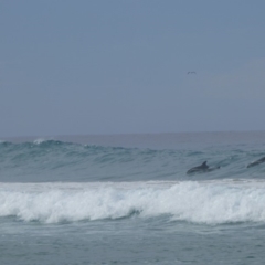 Dolphin-unknown species (Unidentified Dolphin) at Wallaga Lake, NSW - 6 May 2020 by JackieLambert