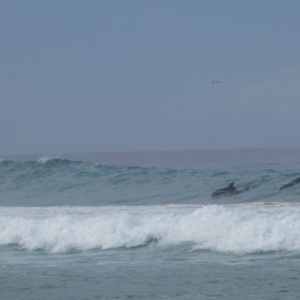 Dolphin-unknown species at Wallaga Lake, NSW - 6 May 2020