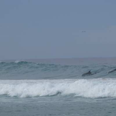 Dolphin-unknown species (Unidentified Dolphin) at Wallaga Lake, NSW - 6 May 2020 by JackieLambert