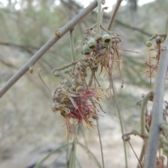 Amyema cambagei (Sheoak Mistletoe) at Bullen Range - 15 Jan 2020 by michaelb