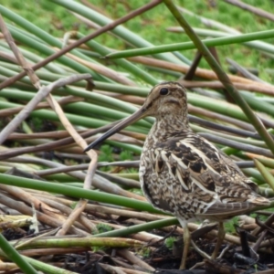 Gallinago hardwickii at Bermagui, NSW - 9 Oct 2019