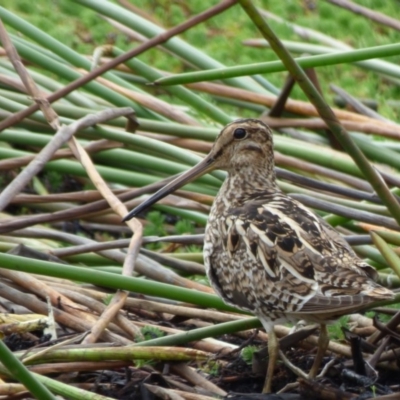 Gallinago hardwickii (Latham's Snipe) at Bermagui, NSW - 8 Oct 2019 by Jackie Lambert