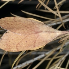 Pararguda nasuta (Wattle Snout Moth) at Ainslie, ACT - 24 Nov 2019 by jbromilow50