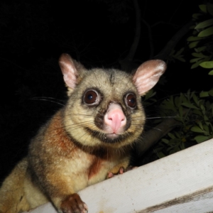 Trichosurus vulpecula at Kambah, ACT - 8 May 2020 07:47 PM