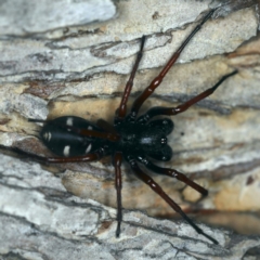 Storena cyanea (Ant-hunter spider) at Ainslie, ACT - 24 Nov 2019 by jb2602