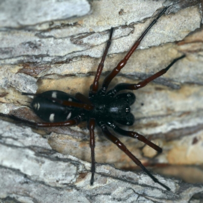 Storena cyanea (Ant-hunter spider) at Ainslie, ACT - 24 Nov 2019 by jbromilow50