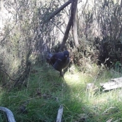 Menura novaehollandiae (Superb Lyrebird) at Namadgi National Park - 8 May 2020 by ChrisHolder