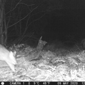 Trichosurus vulpecula at Mount Clear, ACT - 9 May 2020 12:07 AM