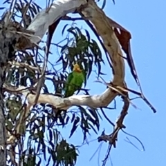 Polytelis swainsonii (Superb Parrot) at Kambah, ACT - 8 May 2020 by RAllen