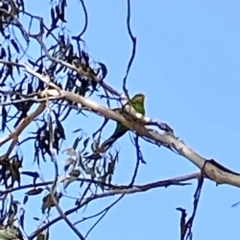 Polytelis swainsonii at Kambah, ACT - 8 May 2020