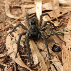 Tasmanicosa sp. (genus) (Tasmanicosa wolf spider) at Kambah, ACT - 8 May 2020 by MatthewFrawley